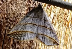 Colobochyla salicalis