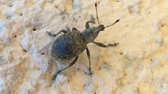 Liophloeus tessulatus