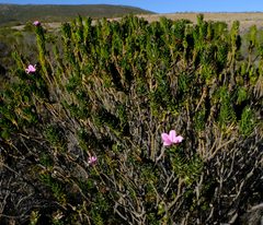 Adenandra obtusata