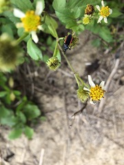 Ectrychotes andreae