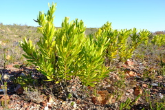 Leucadendron cryptocephalum