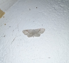 Somatina omicraria