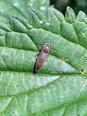 Agriotes pilosellus