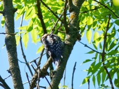 Dendrocopos major