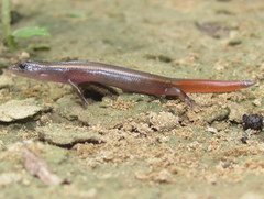 Riopa albopunctata