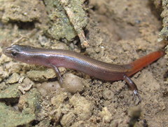 Riopa albopunctata