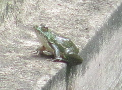 Euphlyctis hexadactyla