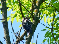 Dendrocopos major
