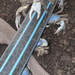 Christmas Island Blue Crab - Photo (c) sea-kangaroo, some rights reserved (CC BY-NC-ND), uploaded by sea-kangaroo