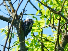 Dendrocopos major