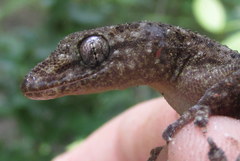 Hemidactylus kushmorensis