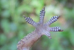 Hemidactylus kushmorensis