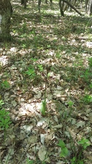Himantoglossum comperianum