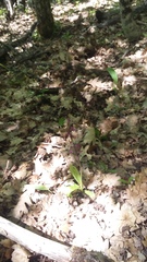 Himantoglossum comperianum