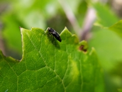 Agrilus derasofasciatus