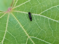 Agrilus derasofasciatus