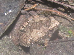 Microhyla nilphamariensis