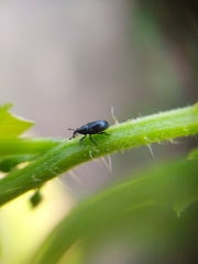 Cucubaris villae