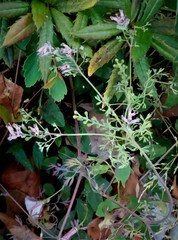 Fumaria parviflora