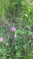 Geranium asphodeloides