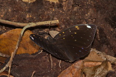 Lexias albopunctata