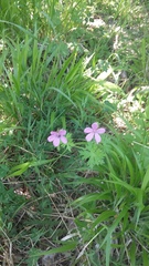 Geranium asphodeloides