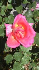 Rosa