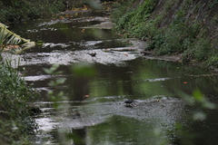Gallirallus torquatus