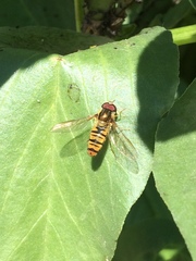 Episyrphus balteatus