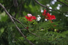 Delonix regia