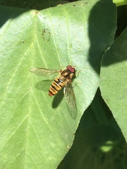 Episyrphus balteatus