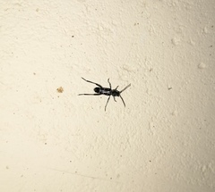 Xylotrechus subscutellatus