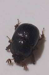 Odonteus armiger