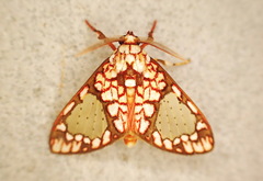 Azatrephes paradisea