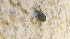 Liophloeus tessulatus