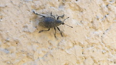 Liophloeus tessulatus