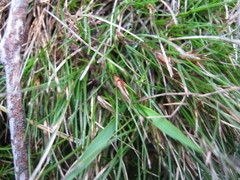 Schoenus breviculmis