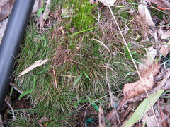 Schoenus breviculmis