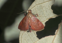 Endotricha theonalis