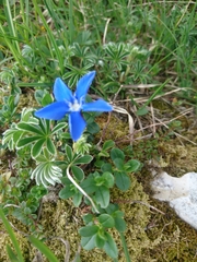 Gentiana verna
