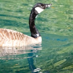 Branta canadensis