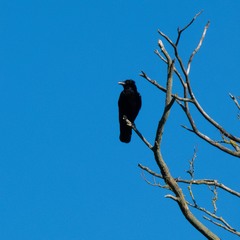 Corvus corone