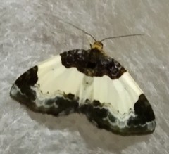 Mesoleuca albicillata