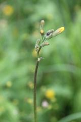 Crepis praemorsa