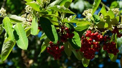 Cotoneaster frigidus