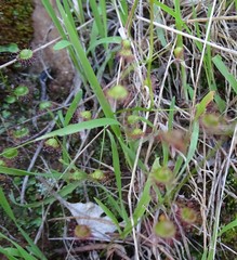 Drosera planchonii