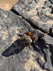 Chitonoidea