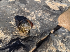 Chitonoidea