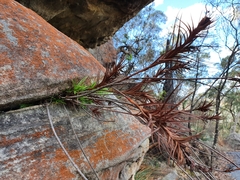 Dracophyllum secundum