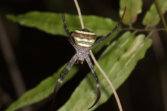 Argiope versicolor
